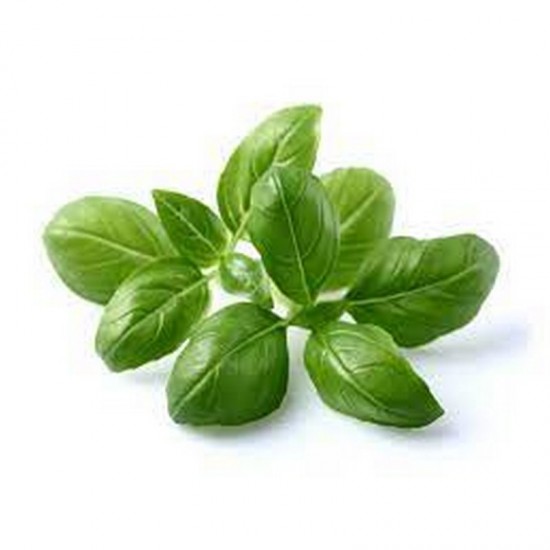 BASIL - ESSENTIAL OIL