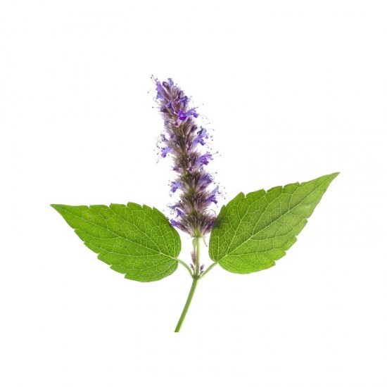 PATCHOULI - ESSENTIAL OIL