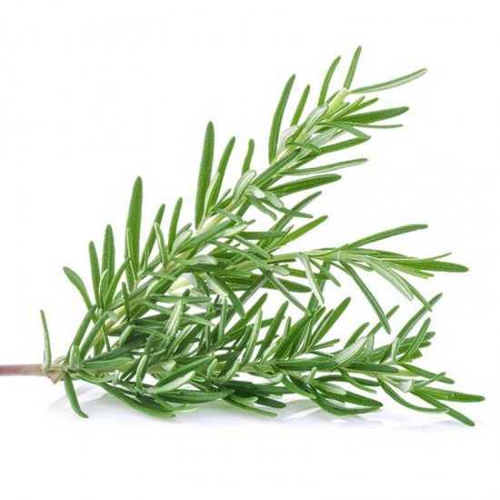 ROSEMARY  - ESSENTIAL OIL