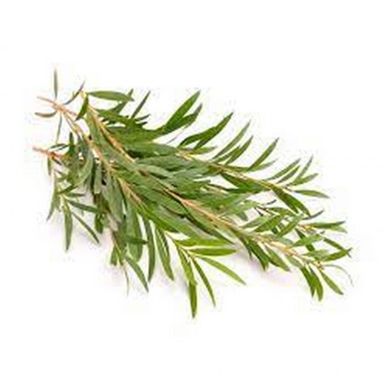 TEA TREE - ESSENTIAL OIL