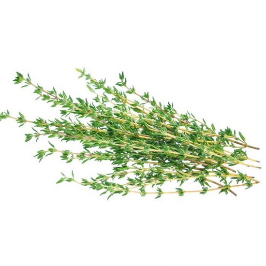 THYME - ESSENTIAL OIL