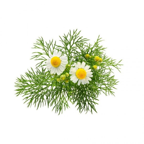 3% GERMANY CHAMOMILE- ESSENTIAL OIL