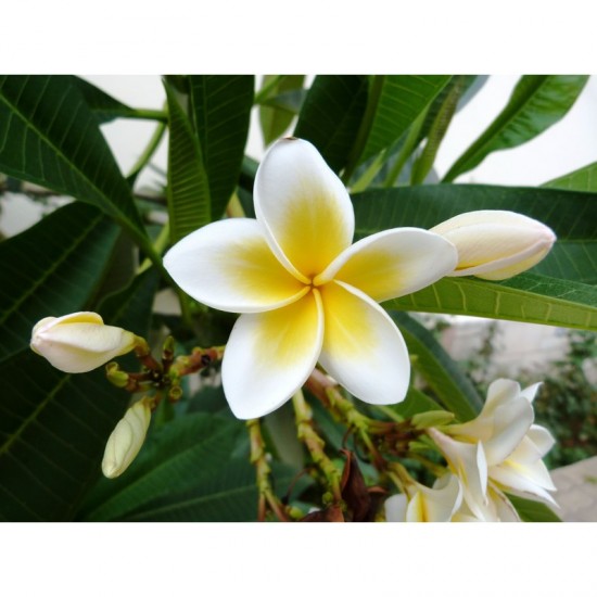 3% EGYPT JASMINE - ESSENTIAL OIL