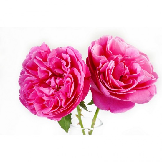 3% ROSE BULGARIA - ESSENTIAL OIL