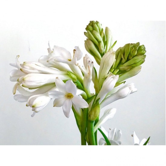 3% TUBEROSE - ESSENTIAL OIL